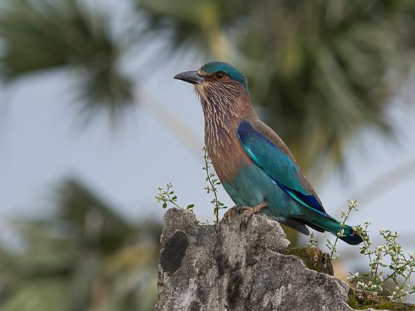 <h3><a href="/trips/srilanka/biota/animalia/chordata/aves/037 coraciiformes/001 coraciidae/coracias benghalensis/coracias benghalensis-nl.html">Coracias&nbsp;benghalensis</a> / Indian&nbsp;roller / Indische&nbsp;scharrelaar</h3>NIKON D500 met AF-S Nikkor 80-400mm f/4.5-5.6G ED VR, 1/500 sec  bij F9.0, ISO 400, afstand 5.01&nbsp;m